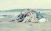 r151959frillesskristina_hermanssonelisabeth_o_rune_malmberg_small.jpg